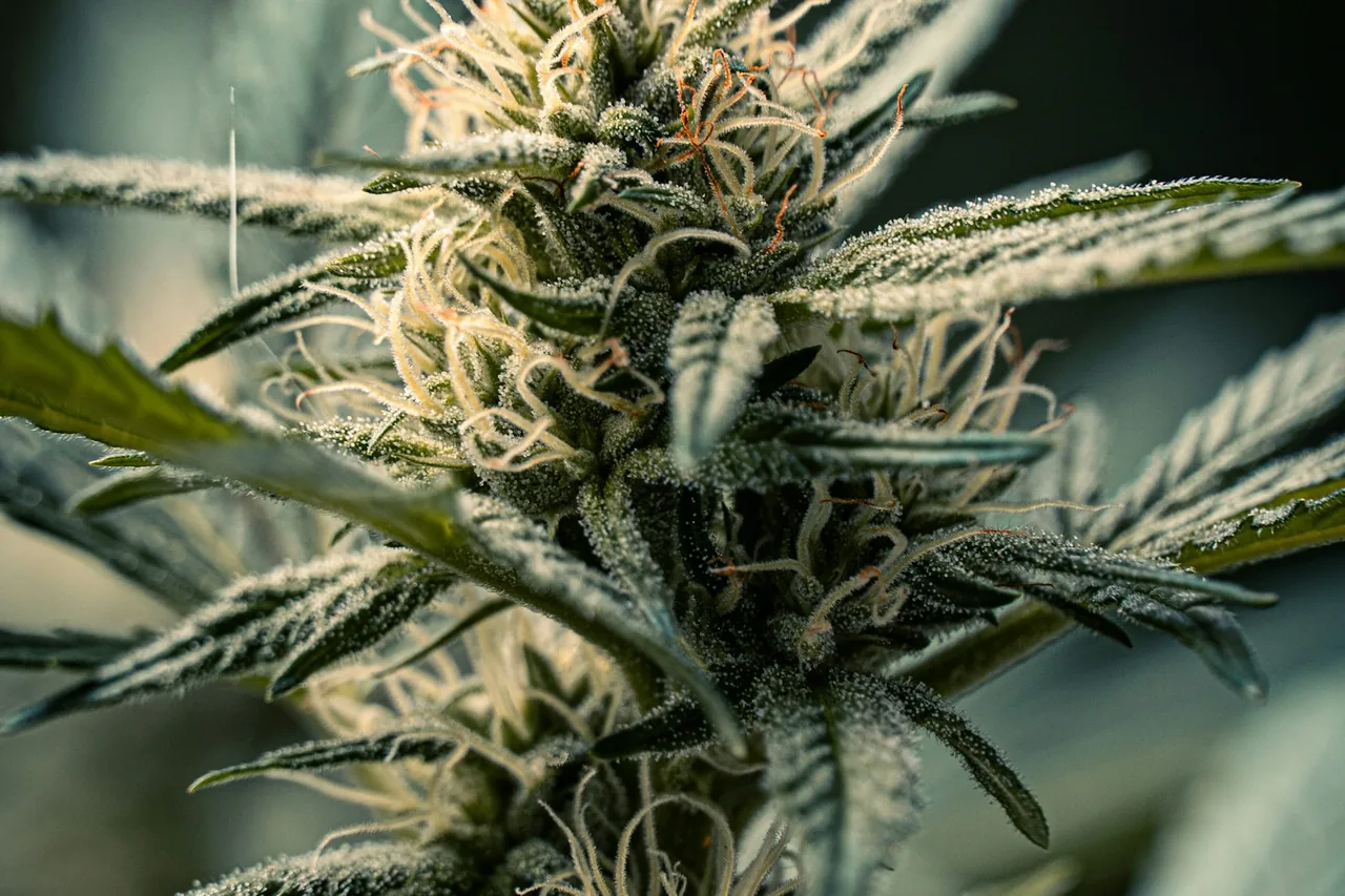 Detailed cannabis plant leaves photographed as a botanical subject