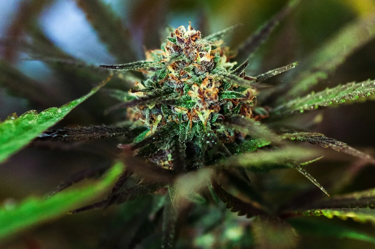 Cannabis leaf structure shown in detailed botanical photography