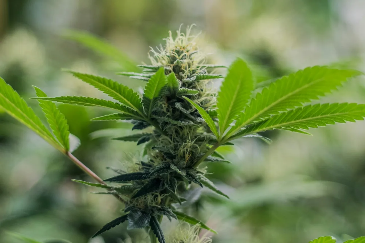 Neutral glass dropper and botanical materials representing CBD labels