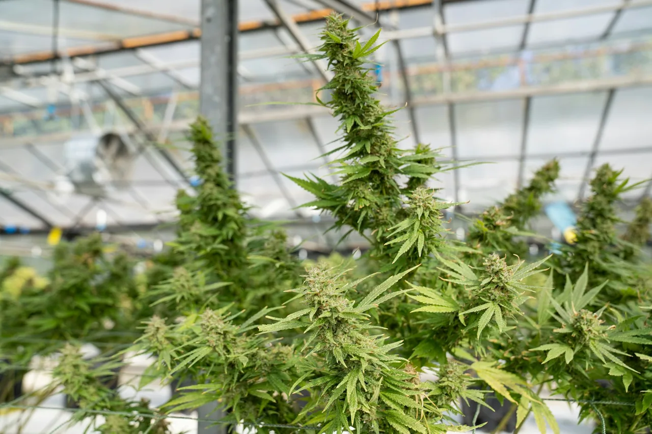 Unique thumbnail for Travelling With CBD: Why Local Laws and Product Rules Matter