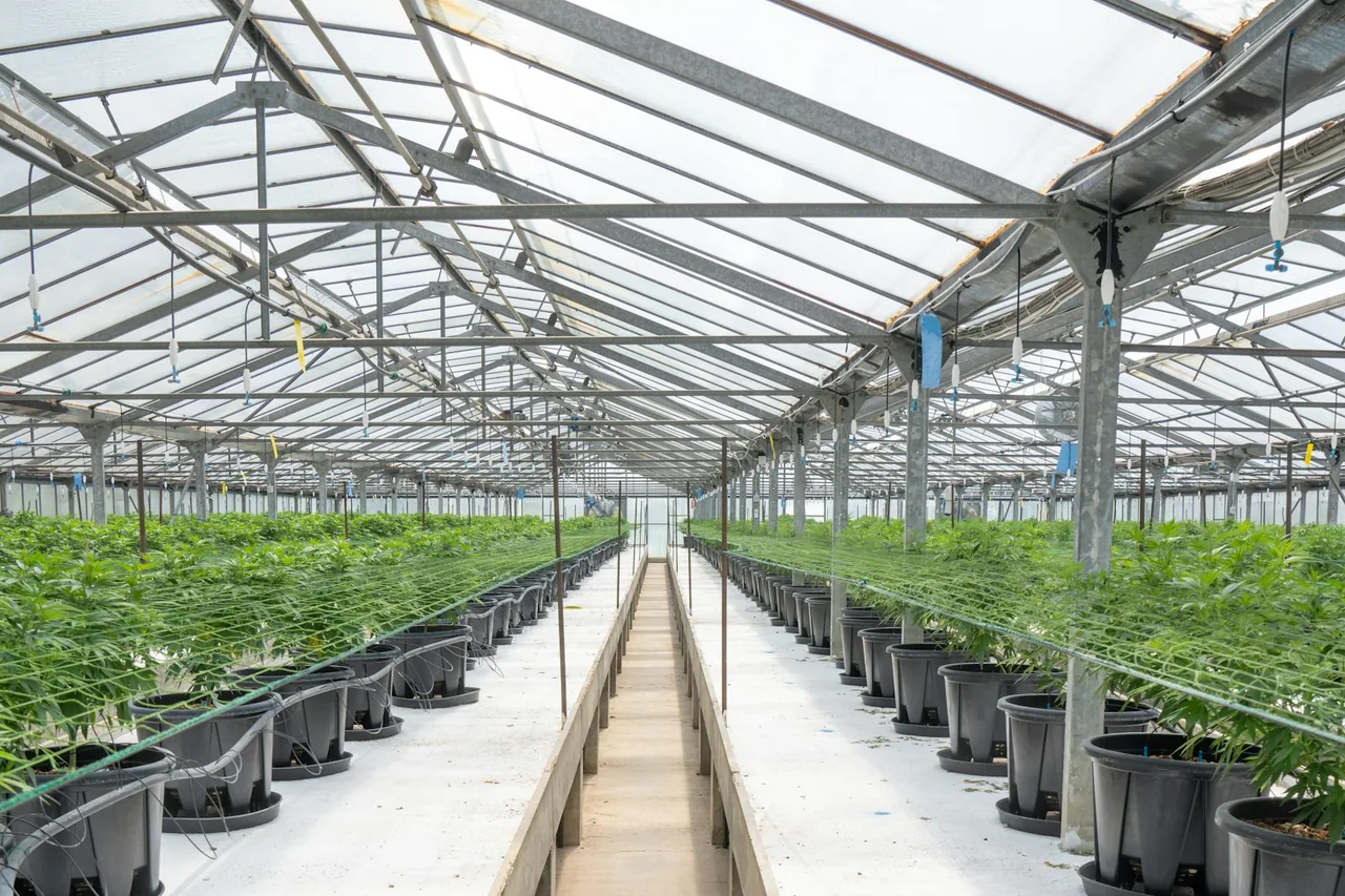Editorial photograph for CBD Gummies Explained: Labels, Ingredients and Consumer Considerations