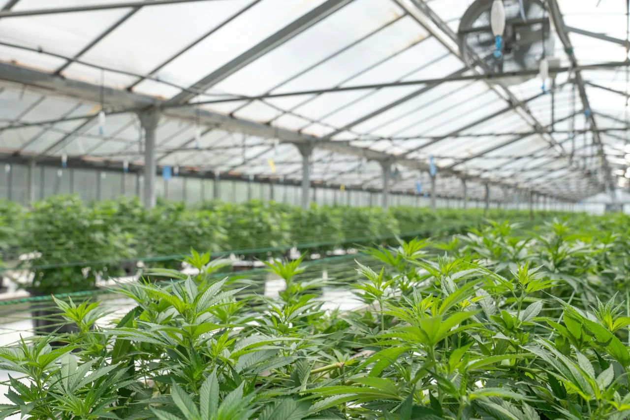 Unique thumbnail for How Cannabis Strain Names Work — and What They Don’t Tell You