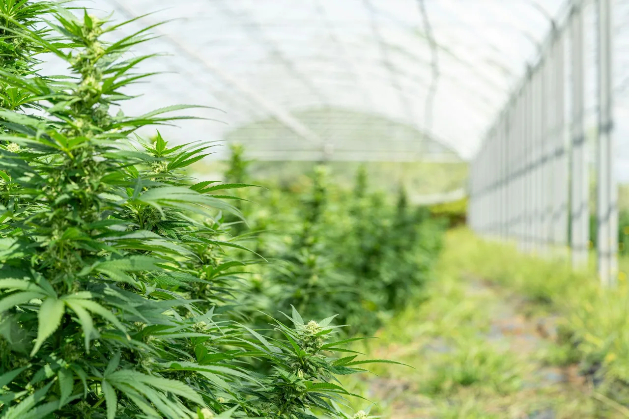 Unique thumbnail for Cannabis Seeds and Plant Biology: What Seeds Reveal About the Plant