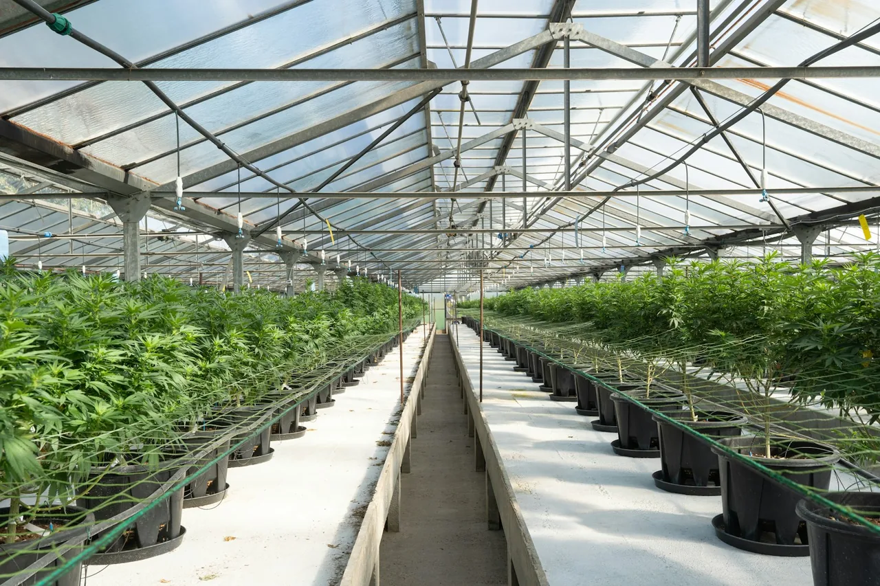 Unique thumbnail for CBD Oil Labels Explained: Ingredients, Testing and Claims