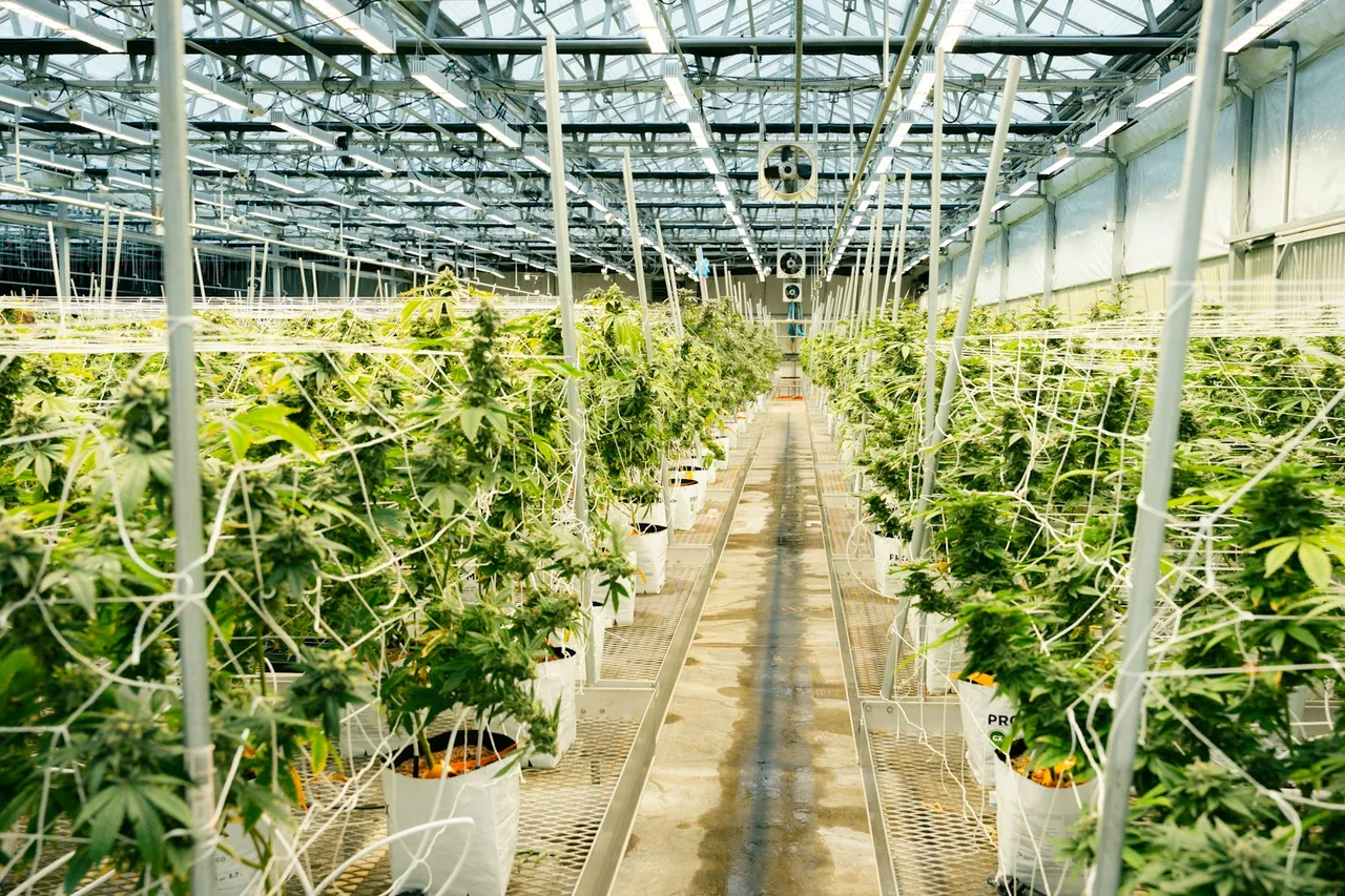 Unique thumbnail for Can CBD Cause Weight Loss? What the Evidence Does and Doesn’t Show