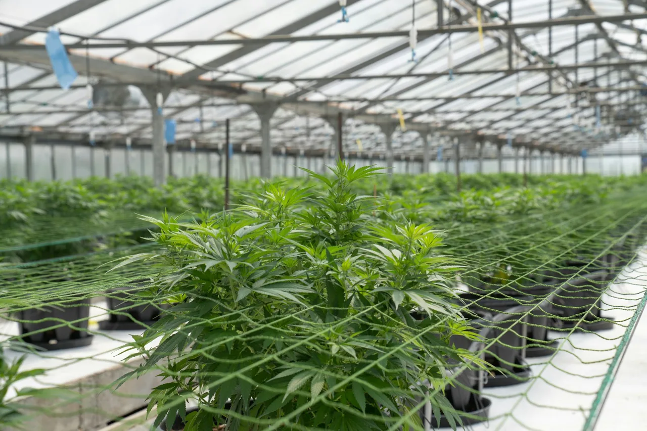 Unique thumbnail for Travelling With CBD: Why Local Laws and Product Rules Matter