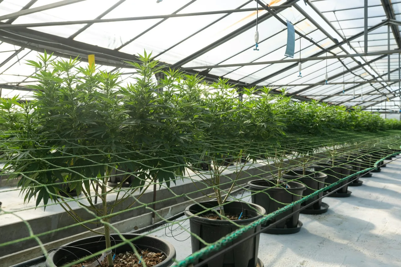 Editorial photograph for Can CBD Cause Weight Loss? What the Evidence Does and Doesn’t Show