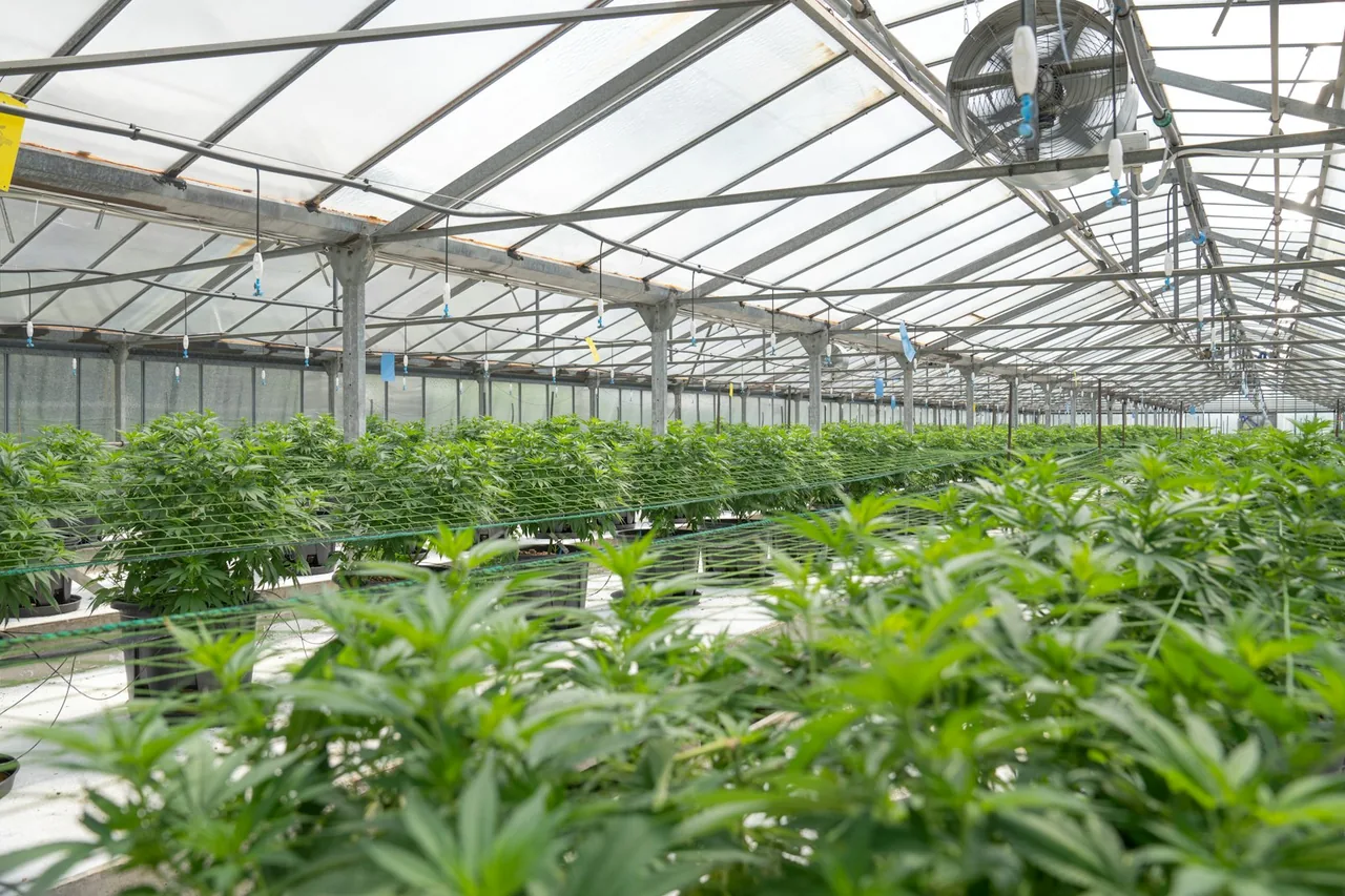 Unique thumbnail for How Cannabis Strain Names Work — and What They Don’t Tell You