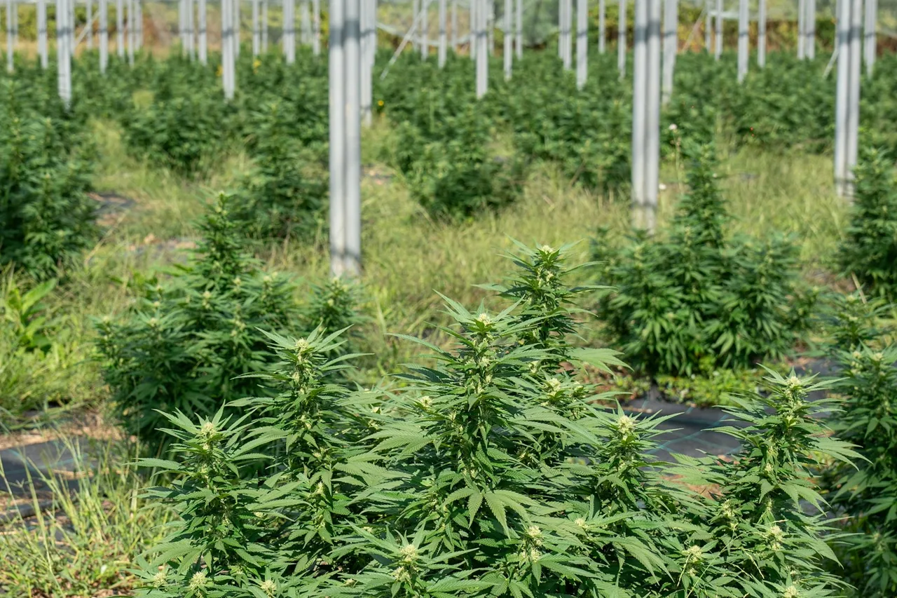 Unique thumbnail for Cannabis Seeds and Plant Biology: What Seeds Reveal About the Plant