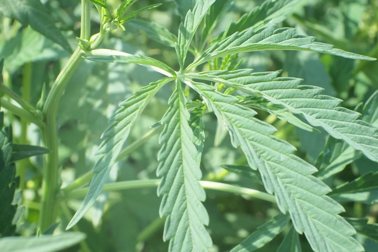 Unique thumbnail for CBD Oil Labels Explained: Ingredients, Testing and Claims