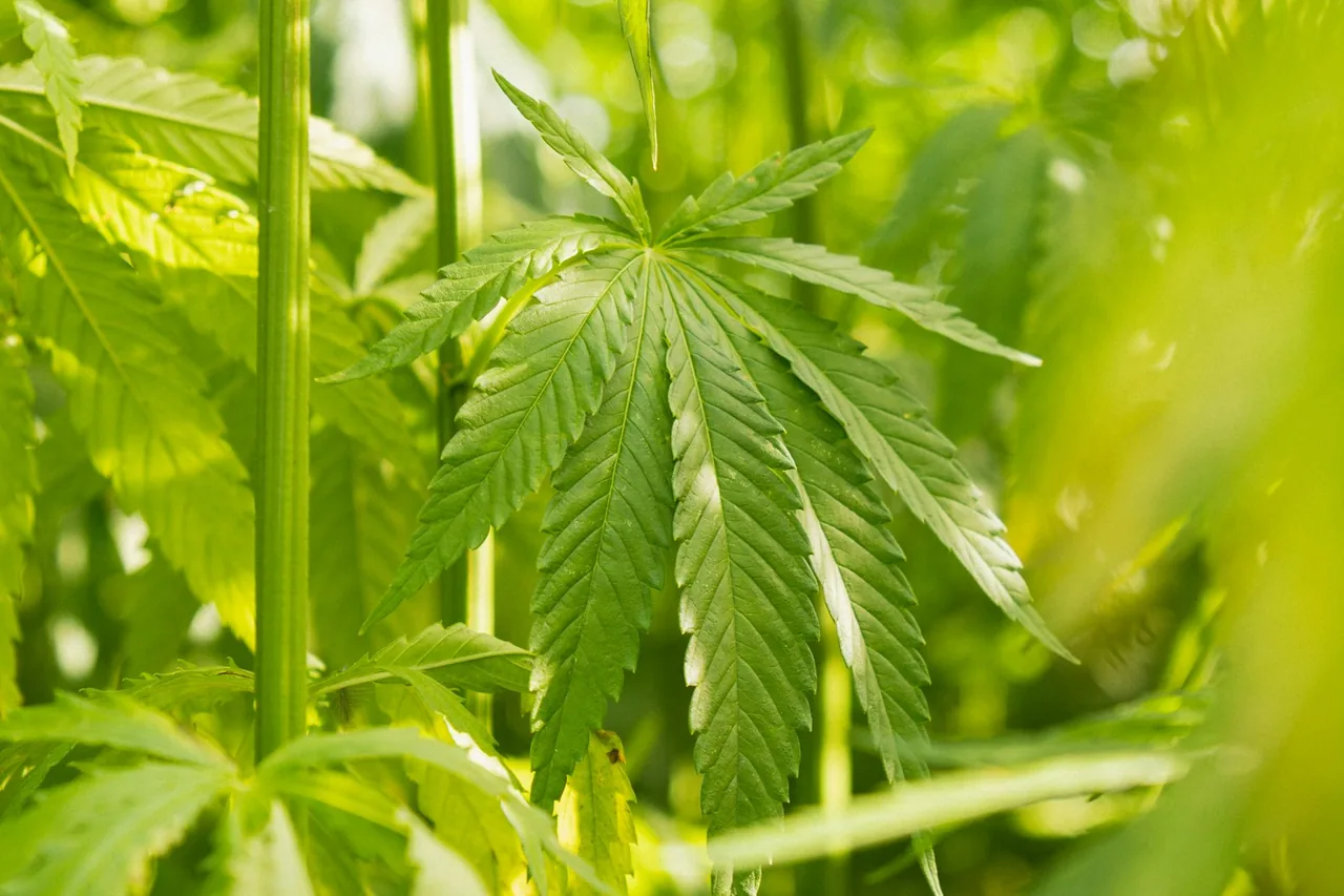 Unique thumbnail for CBD Gummies Explained: Labels, Ingredients and Consumer Considerations