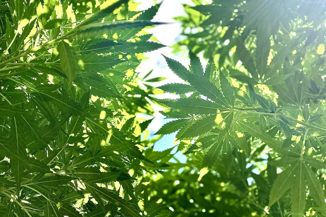 Unique thumbnail for Travelling With CBD: Why Local Laws and Product Rules Matter
