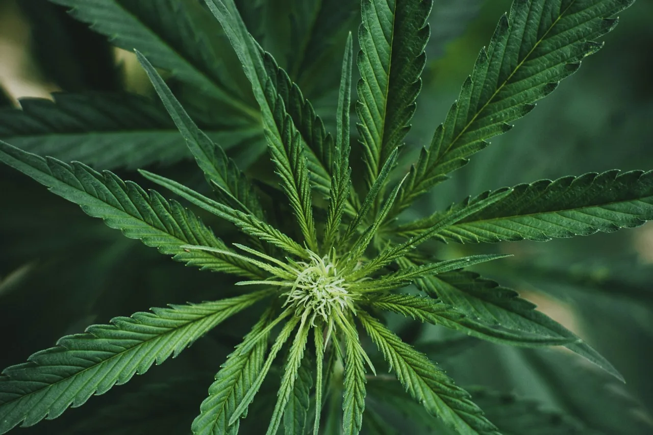 Editorial photograph for Travelling With CBD: Why Local Laws and Product Rules Matter
