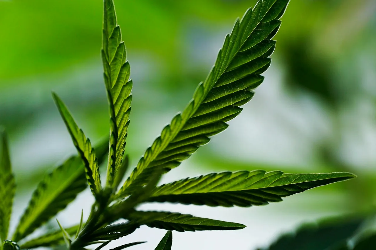 Unique thumbnail for How Cannabis Strain Names Work — and What They Don’t Tell You
