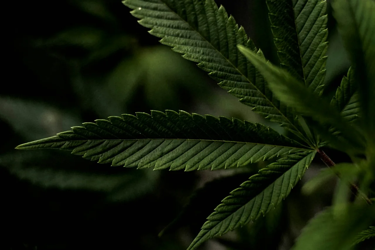 Unique thumbnail for Cannabis Seeds and Plant Biology: What Seeds Reveal About the Plant