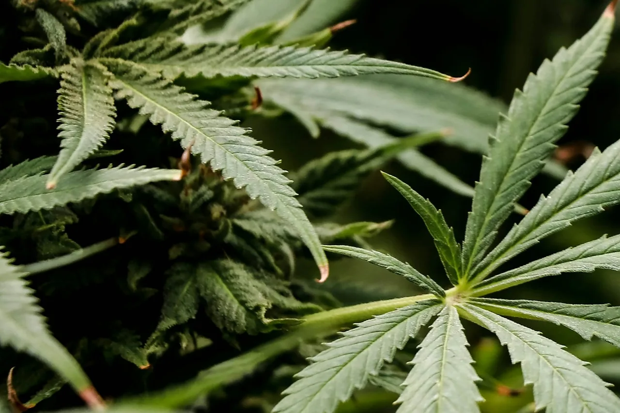 Unique thumbnail for CBD Oil Labels Explained: Ingredients, Testing and Claims