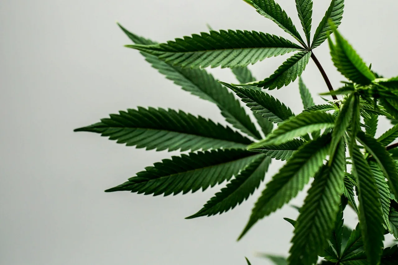 Unique thumbnail for CBD Gummies Explained: Labels, Ingredients and Consumer Considerations